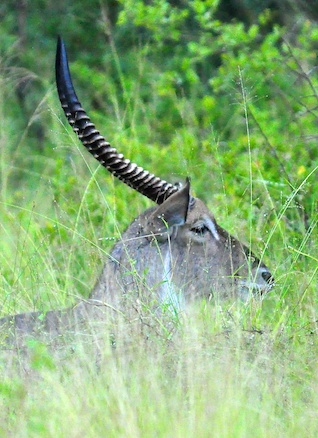Melanie Heinrich - travel images - Lion Sands Private Game Reserve